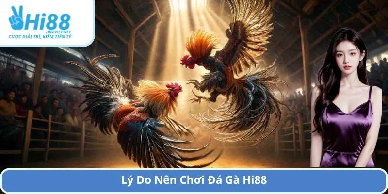 Lý Do Nên Chơi Đá Gà Hi88